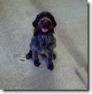 Czech Pointer, Bohemian wire-haired Pointing griffon