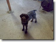 Czech Pointer, Bohemian wire-haired Pointing griffon