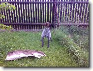 Czech Pointer, Bohemian wire-haired Pointing griffon