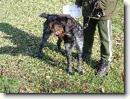 Czech Pointer, Bohemian wire-haired Pointing griffon