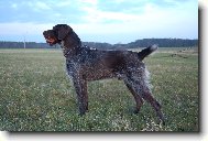 Czech Pointer, Bohemian wire-haired Pointing griffon