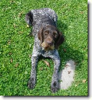 Czech Pointer, Bohemian wire-haired Pointing griffon