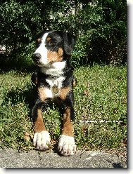 Appenzeller Sennenhund