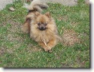 Deutscher spitz - Kleinspitz, German Spitz  Miniature Spitz