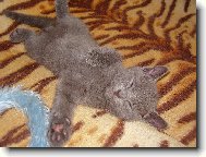 Russian Blue