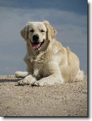 Golden Retriever