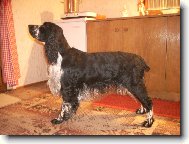 English Springer Spaniel