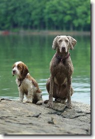 Weimaraner, Weimaraner Vorsterhund