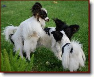 Papillon