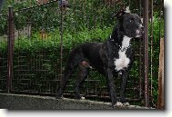 American Staffordshire Terrier Blue Lacy