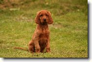 Irish red setter \(Dog standard\)