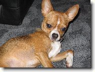 Chihuahua