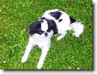 Chin, Japanese Chin