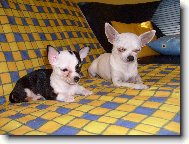 Chihuahua