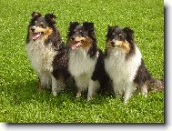 Shetland sheepdog \(Dog standard\)