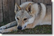 Chechoslovakian wolfdog \\\\\(Dog standard\\\\\)