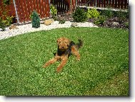 Airedale terrier \(Dog standard\)