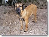 Fila Brasileiro