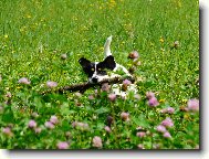 Jack Russell Terrier