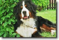 Berner Sennenhund