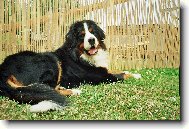 Berner Sennenhund