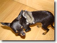 PRAGUE RATTER