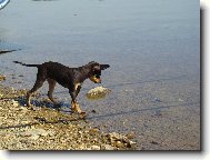 PRAGUE RATTER