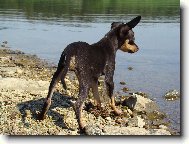 PRAGUE RATTER