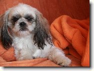 icu, Shih-Tzu