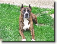 American Staffordshire Terrier