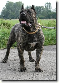 Dogo Canario