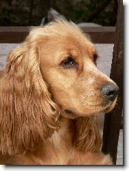 English cocker spaniel \(Dog standard\)