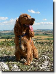 English Cocker Spaniel