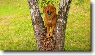 Canis familiaris