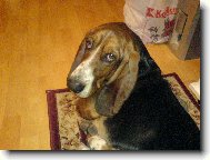 Basset hound \(Dog standard\)