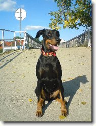 Dobermann, Doberman