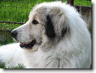 Pyrenean mountain dog