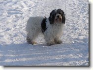 Polish lowland sheepdog \(Dog standard\)