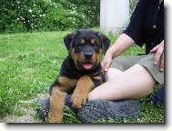 Rottweiler