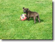 Staffordshire bull terrier \(Dog standard\)