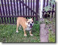 English Bulldog \(Dog standard\)