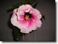 Hibiscus rosa-sinensis