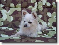 Chihuahua