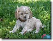 American Cocker Spaniel