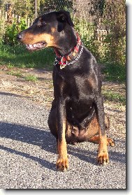 Dobermann, Doberman