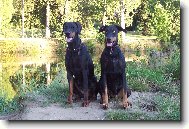 Dobermann, Doberman