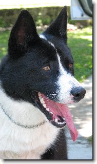Karelian bear dog \(Dog standard\)