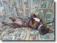 Staffordshire bull terrier \(Dog standard\)