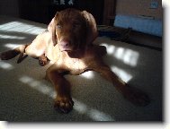 Rvidszr Magyar Vizsla, Hungarian Short-haired Pointing Dog