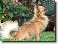 Chihuahua